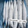 Barracuda