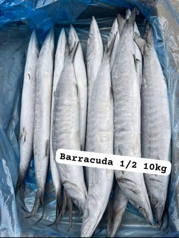 Barracuda