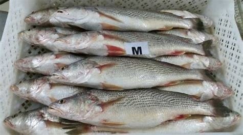 Cassava Fish (1kg-20kg)