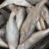 Cassava Fish (1kg-20kg)