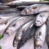 Foreign Mackerel (1kg-20kg)