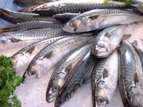 Foreign Mackerel (1kg-20kg)