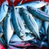 Horse Mackerel 20+ (1kg-20kg)