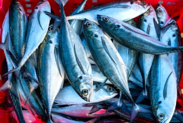 Horse Mackerel 20+ (1kg-20kg)