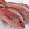 Red Fish (1kg-10kg)