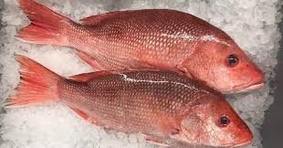 Red Fish (1kg-10kg)
