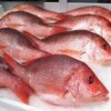 Red Fish (1kg-10kg)