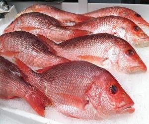 Red Fish (1kg-10kg)