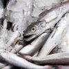 Silver Hake 10kg