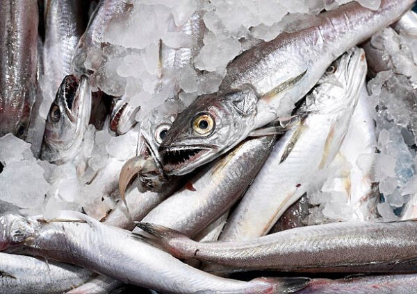 Silver Hake 10kg
