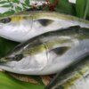 Yellow Tail (1kg-10kg)