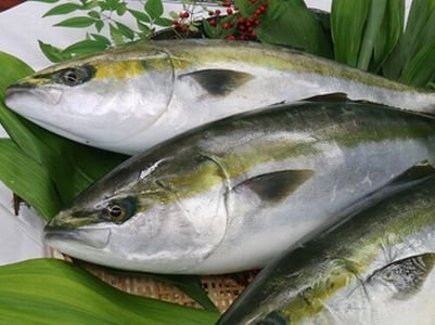 Yellow Tail (1kg-10kg)