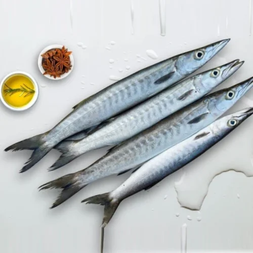 Barracuda