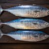 Bonito