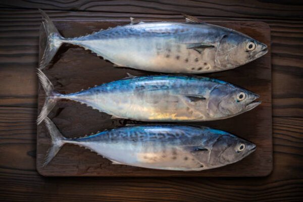 Bonito