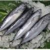 Bonito