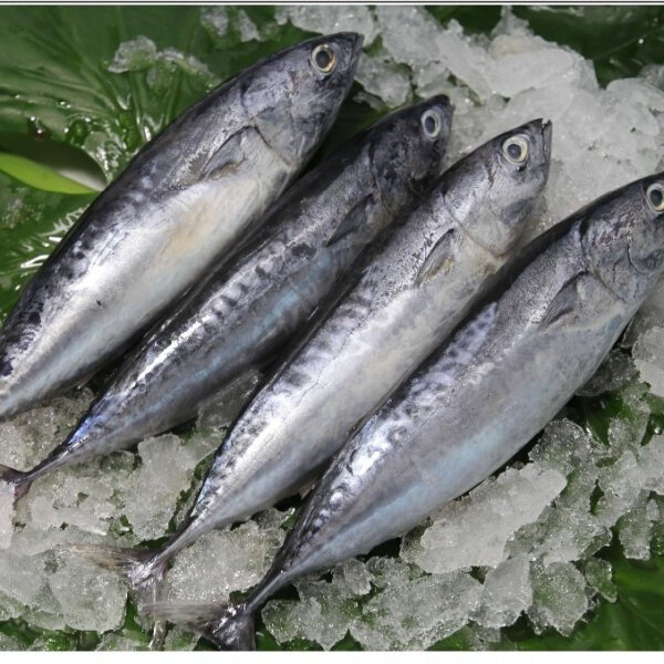 Bonito