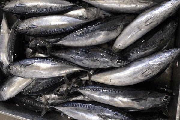 Bonito