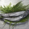 Silver Hake 10kg
