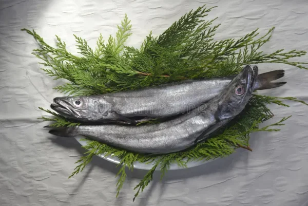 Silver Hake 10kg