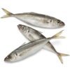 Horse Mackerel 20+ (1kg-20kg)