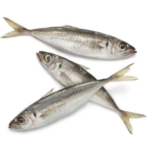 Horse Mackerel 20+ (1kg-20kg)