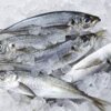 Horse Mackerel 20+ (1kg-20kg)