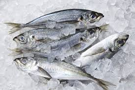 Horse Mackerel 20+ (1kg-20kg)