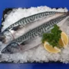 Local Mackerel (1kg-10Kg)