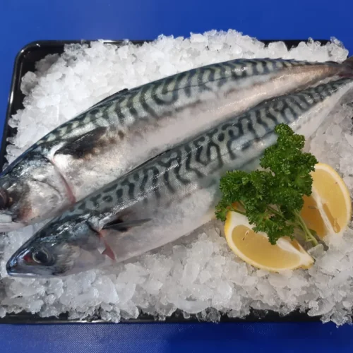 Local Mackerel (1kg-10Kg)