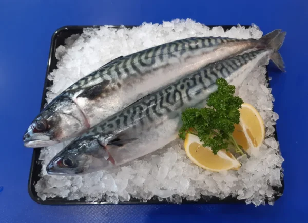 Local Mackerel (1kg-10Kg)