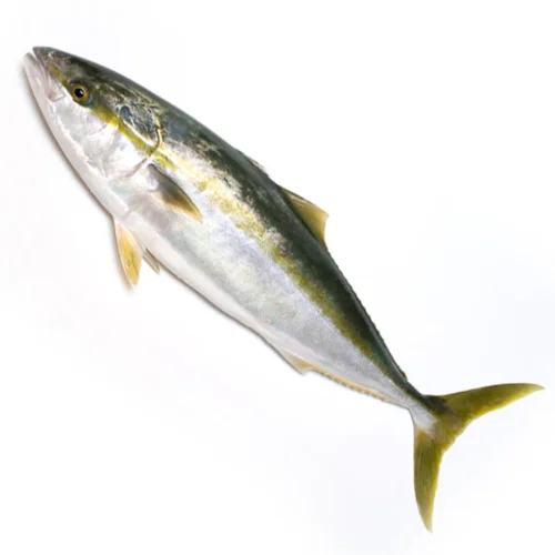 Yellow Tail (1kg-10kg)