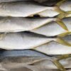Yellow Tail (1kg-10kg)